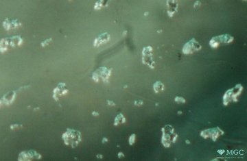 Two-phase inclusions in emerald (Central African region). View mode - dark lighting.