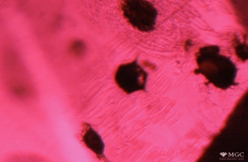 The group of mineral inclusions in the natural heat-treated ruby. View mode - reflected light.