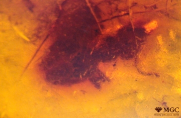 Inclusion of an ant in amber, Baltic. View mode - transmitted light