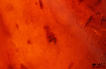 Растительный детрит в янтаре, Стародубское м-е (Сахалин). Режим просмотра - темнопольное освещение