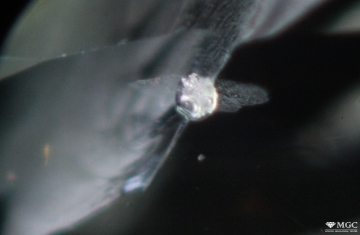 Destroyed mineral inclusion in natural heat-treated sapphire. View mode - dark lighting.