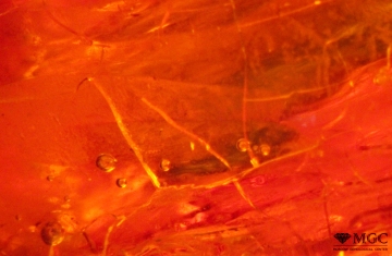 Air bubbles in amber, Baltic. View mode - dark field lighting