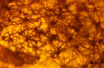 Plant residues (down) in amber, Baltic. View mode - transmitted light