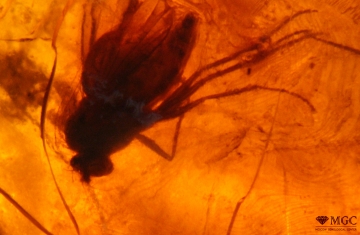 Inclusion midges in amber, Baltic. View mode - transmitted light