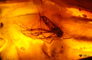 Mosquito in amber, Baltic. View mode - dark field lighting