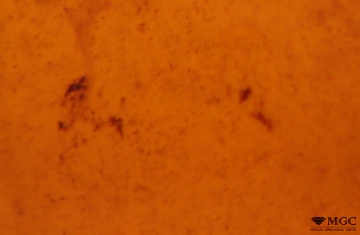 Gas-dust inclusions in amber, Baltic. View mode - transmitted light
